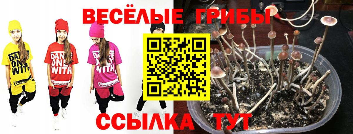 Хабаровск  Галлюциногенные грибы Psilocybe  Вход с VPN 